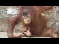 Baby Orangutan POPO 36 - 1 Year Old