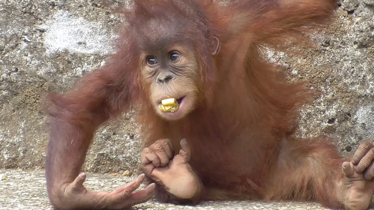 Baby Orangutan POPO 36 - 1 Year Old