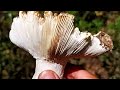 Russula Cyanoxantha En La Sierra De Córdoba España