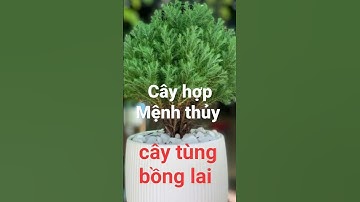 cây phong thủy hợp mệnh thủy