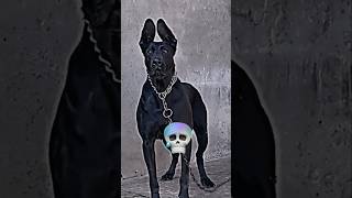 dangerous dogs #shorts @DOGS__OFFICIAL7