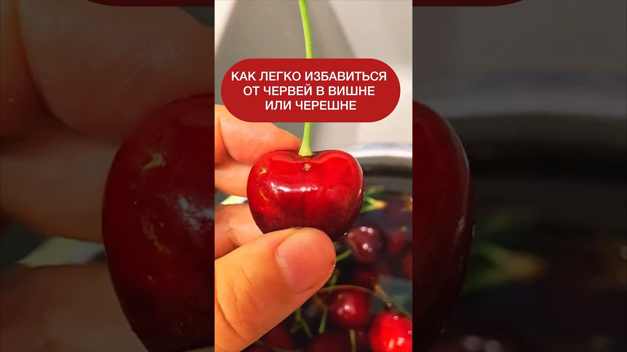 Как легко избавиться от червей в вишне или черешне