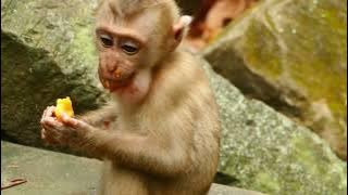 Baby Angela Yummy A Mango! She Look Beauty Angela Monkeys