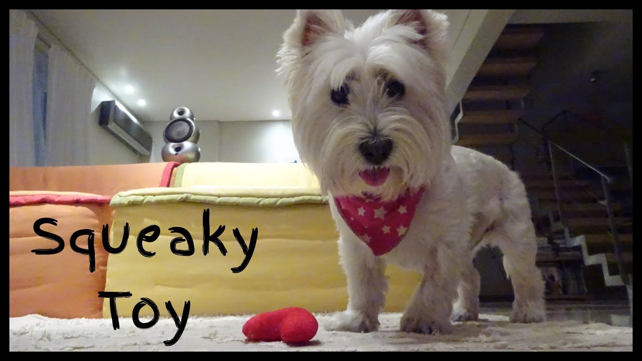 DIY squeaky toy YouTube