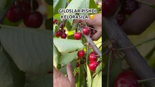 BAHOR GILOS KOʻCHATLARI SOTUVDA BOR TEL +998 95 951 53 53