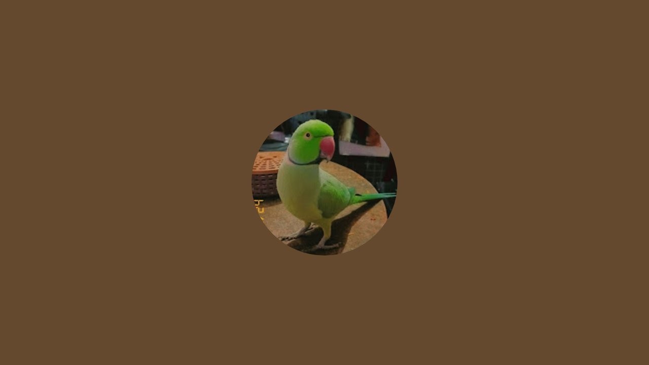 trending parrot 26 is live