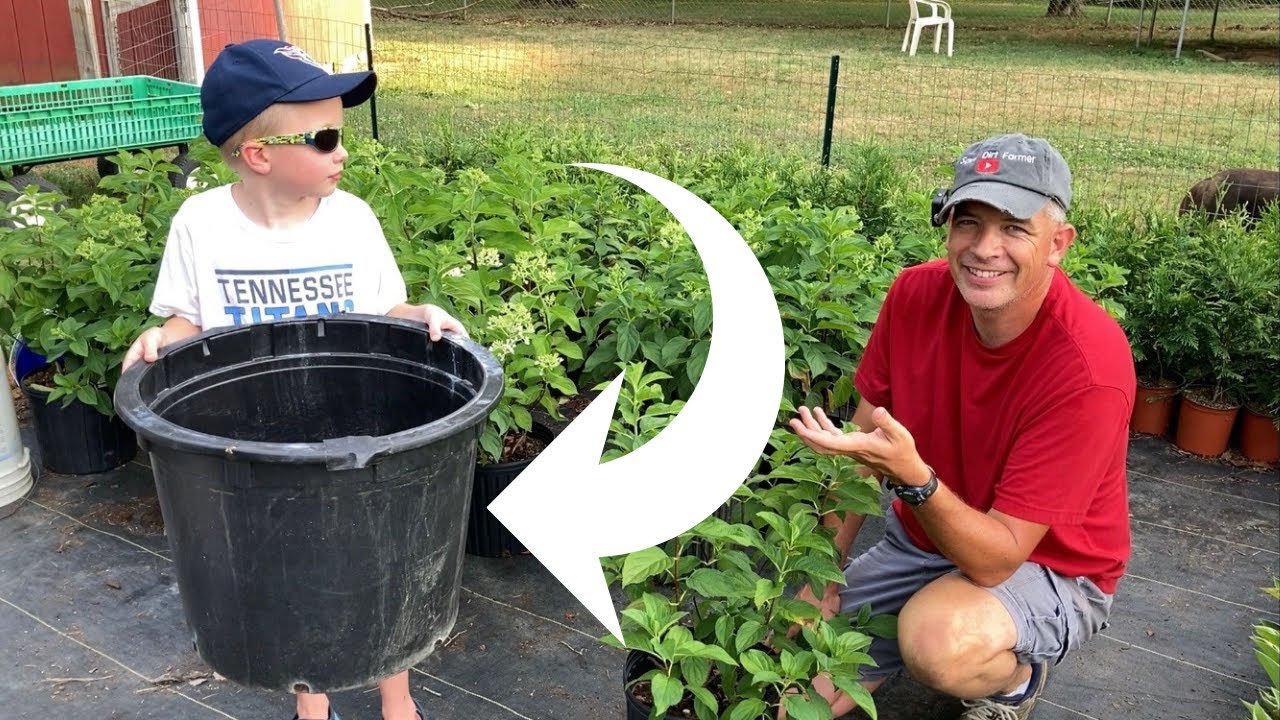 Filling a giant Planter with a giant Hydrangea //  Silver dollar hydrangea