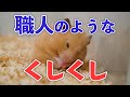 貫禄さえ感じるくしくし ずっと見ていられる毛づくろい はむはむ編