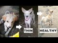 Desi Dog Become Healthy in 8 Months | Complete Transformation