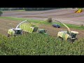 Großeinsatz Maishäckseln 2019 - Krone BigX 850, Claas Jaguar 970 farmer corn harvest Maisernte