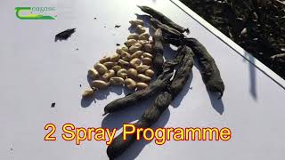 Spring Beans: Did Late Spraying pay off in 2020