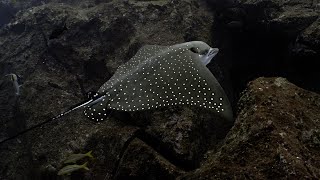 Shark Kingdom - Isla Del Coco Cocos Island Aggressor Okeanos Sony A7S3 Underwater 