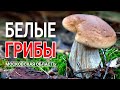 Я в шоке! БЕЛЫЕ ГРИБЫ на каждом шагу! ГРИБНЫЕ МЕСТА Подмосковья - Июль 2023