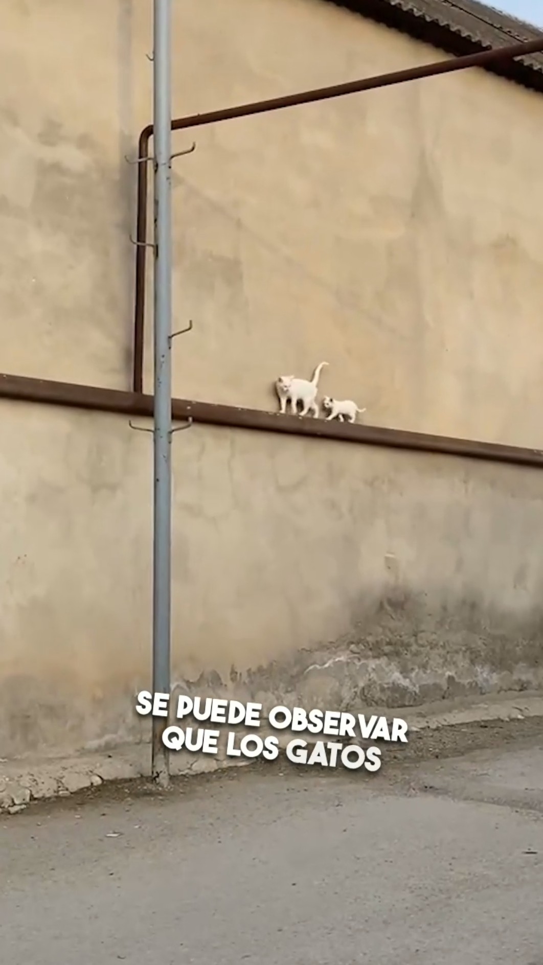 ¡No creerás lo que este gato enseña a su cría! ?‍⬛❤️