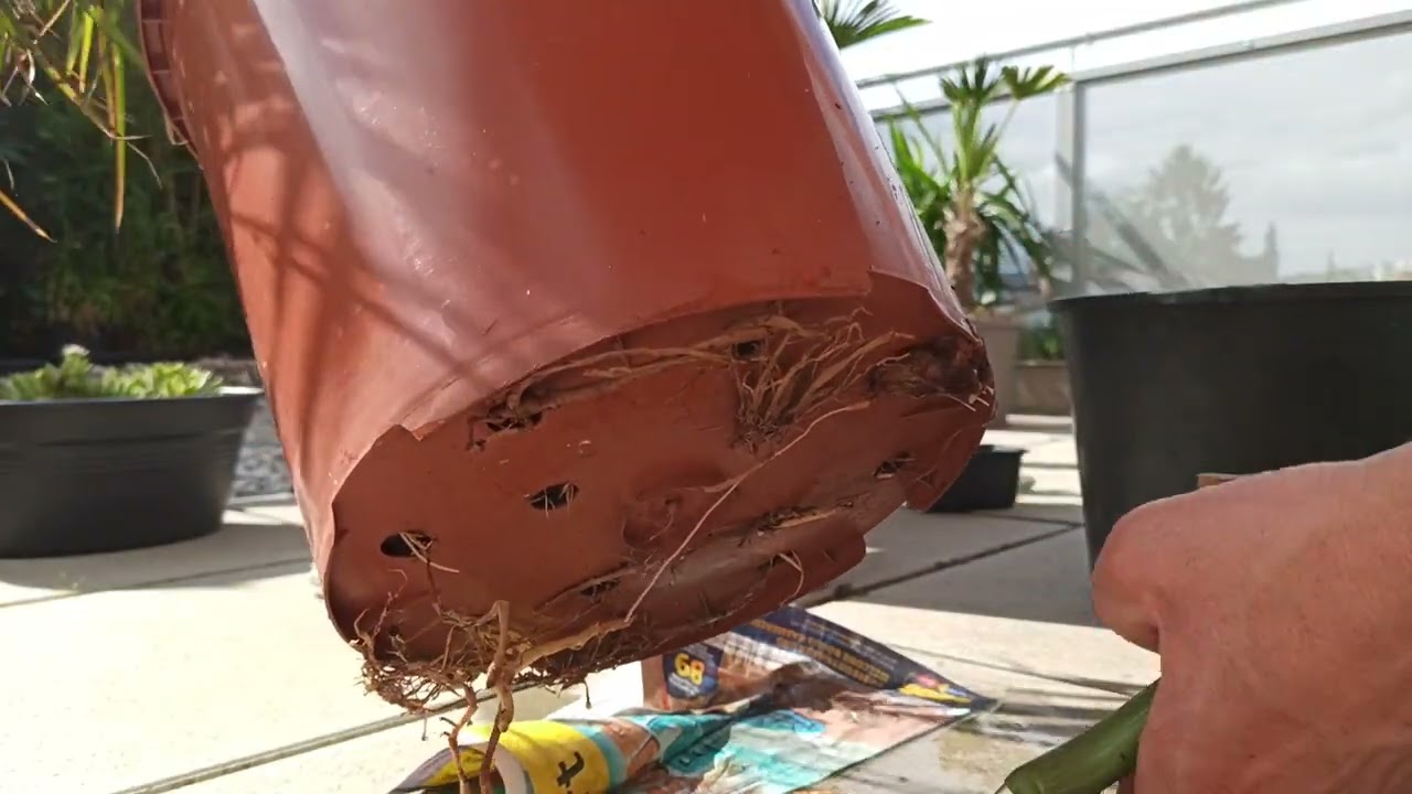 Drachenbaum richtig umtopfen Dracaena marginata