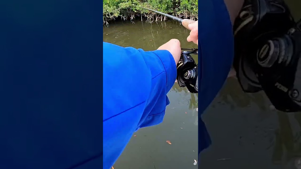 Fishing live mullet for snook 
