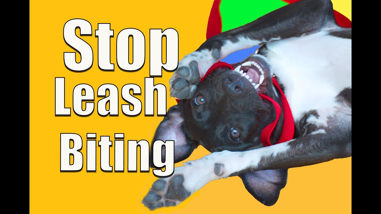 How To Stop PUPPY BITING on a Leash! YouTube