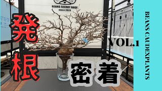 ベアルートパキプスの発根管理に密着!!!【BEANSCAUDEXPLANTS】