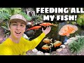 FEEDING ALL THE FISH IN MY BACKYARD PONDS!!