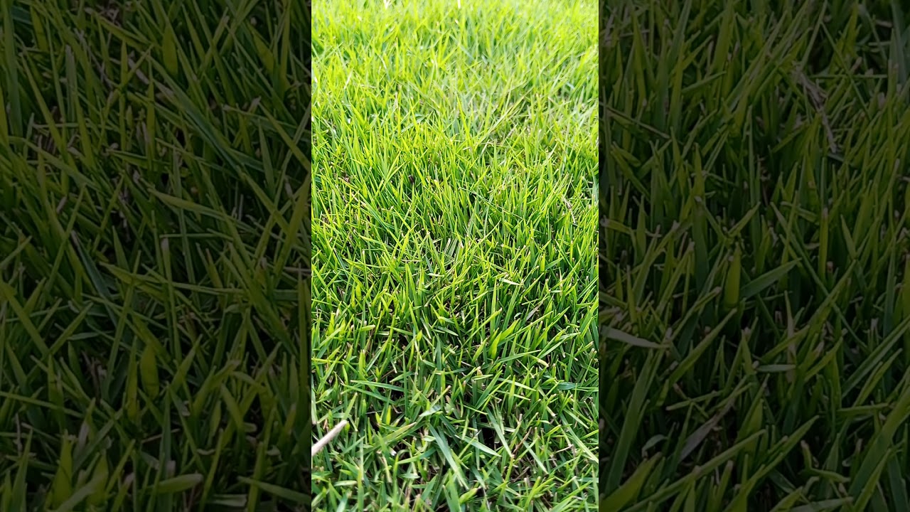 Korean & fine dhaka grass delivery for all Pakistan contact & whatsapp no 03472863998 