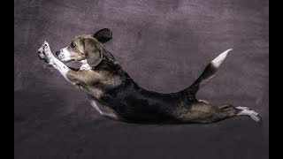 Прыгающий пес