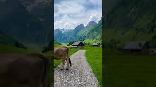 Morning In A Swiss Village