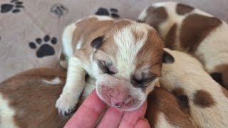 Akita Puppies - 1 Day Old !  #ArcticAkitas 907-978-3158  www.ArcticAkitas.com