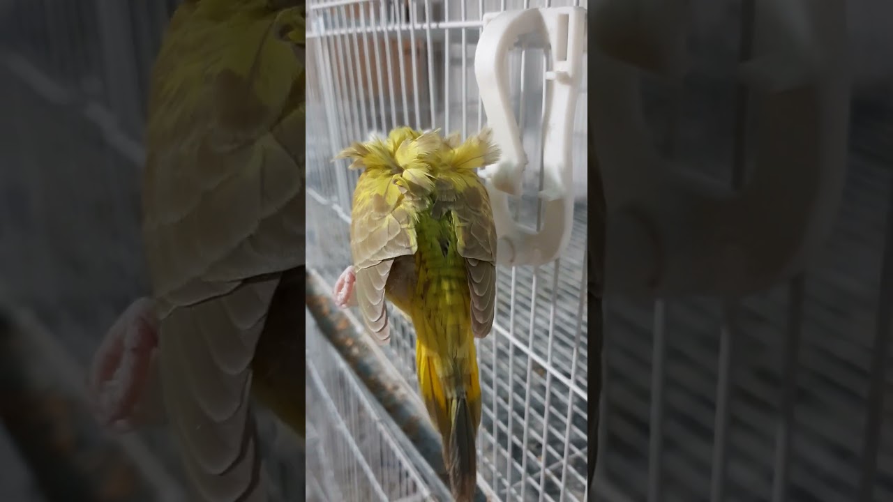 Baby Black Wing Sinamon Hagoromo Still in the Nest ❤️❤️