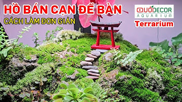 Hướng dẫn setup hồ bán cạn terrarium mini để bàn đẹp mà lại dễ chăm sóc - Thủy sinh Quới decor