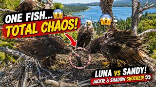 Jackie & Shadow Couldn't Believe What Happened Next! 😳 🐟 One Fish... Total Chaos in the Nest! 😱