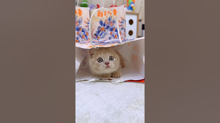 【獨生子的日常】看见好吃的就笑#小奶猫的成长日记