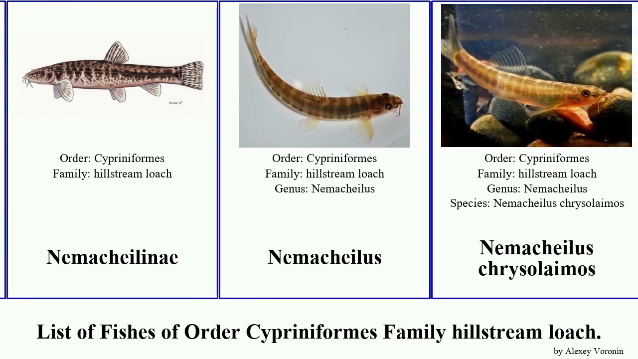 List of Fishes of Order Cypriniformes Family hillstream loach. nemacheilus homaloptera mountain