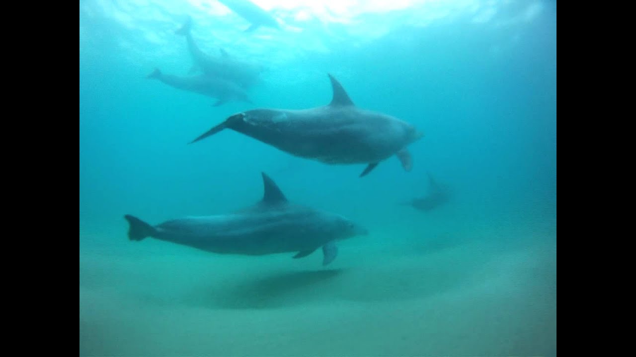 iSibindi Africa Lodges - Swimming with Dolphins at Thonga Beach Lodge