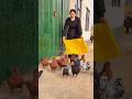 Raising Large Yuanbao Pigeons 🕊️✨ Rural Living #pigeon #birds