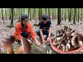 Find Wild Mushrooms In The Forest / Natural Mushrooms Cooking / Prepare By Countryside Life TV