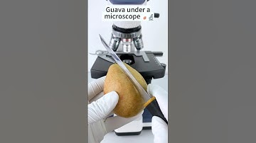 Guava  A Hidden World Under the Microscope – Bacteria Close-Up #microscope #science