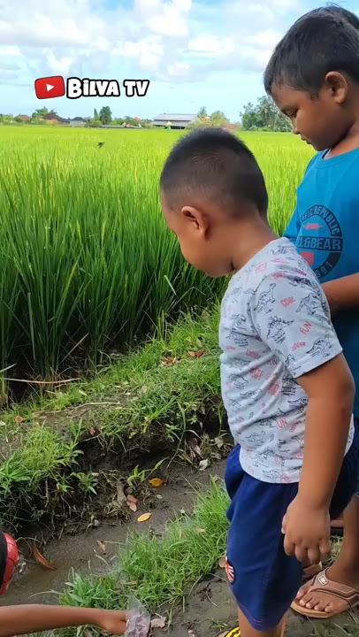 MENANGKAP ANAK IKAN GABUS NIH