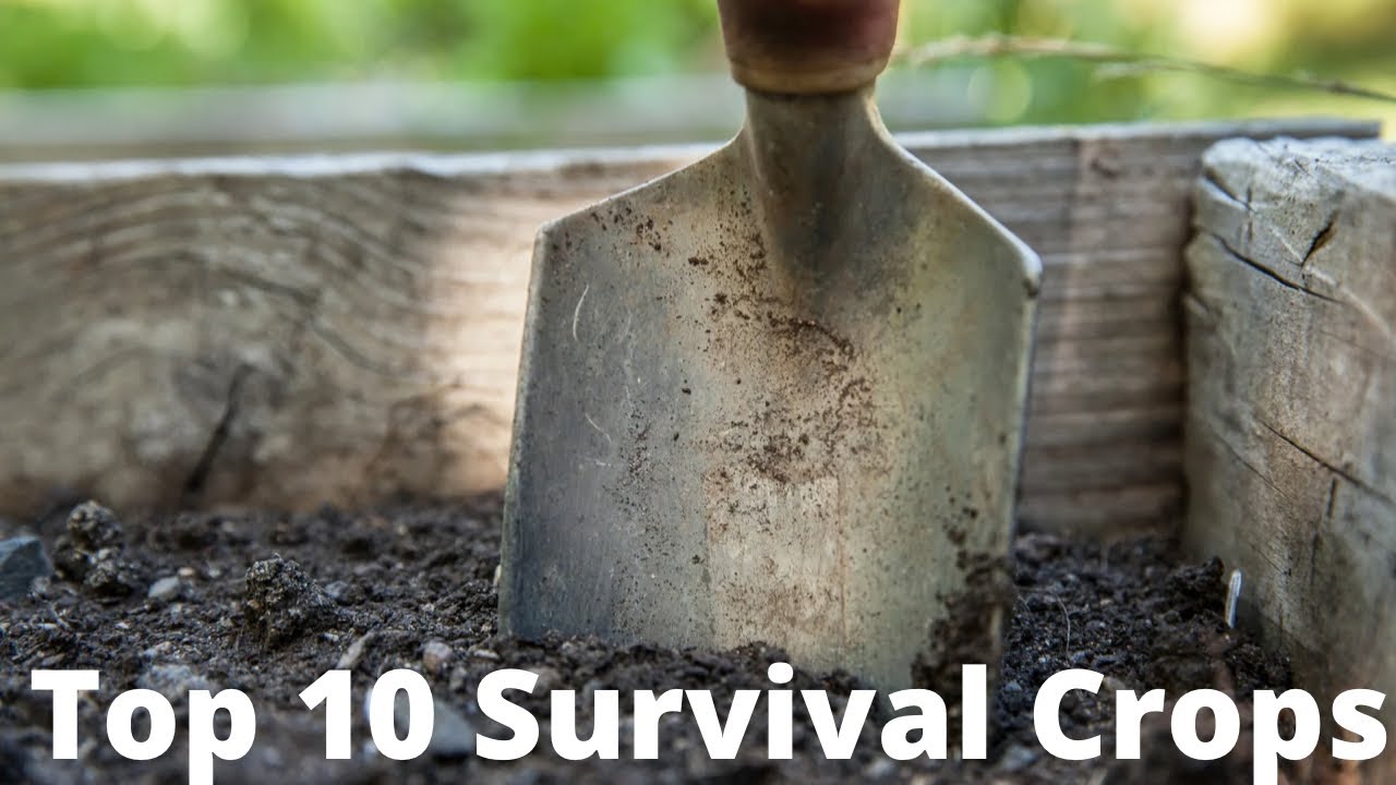 What to grow in your Survival Garden - YouTube