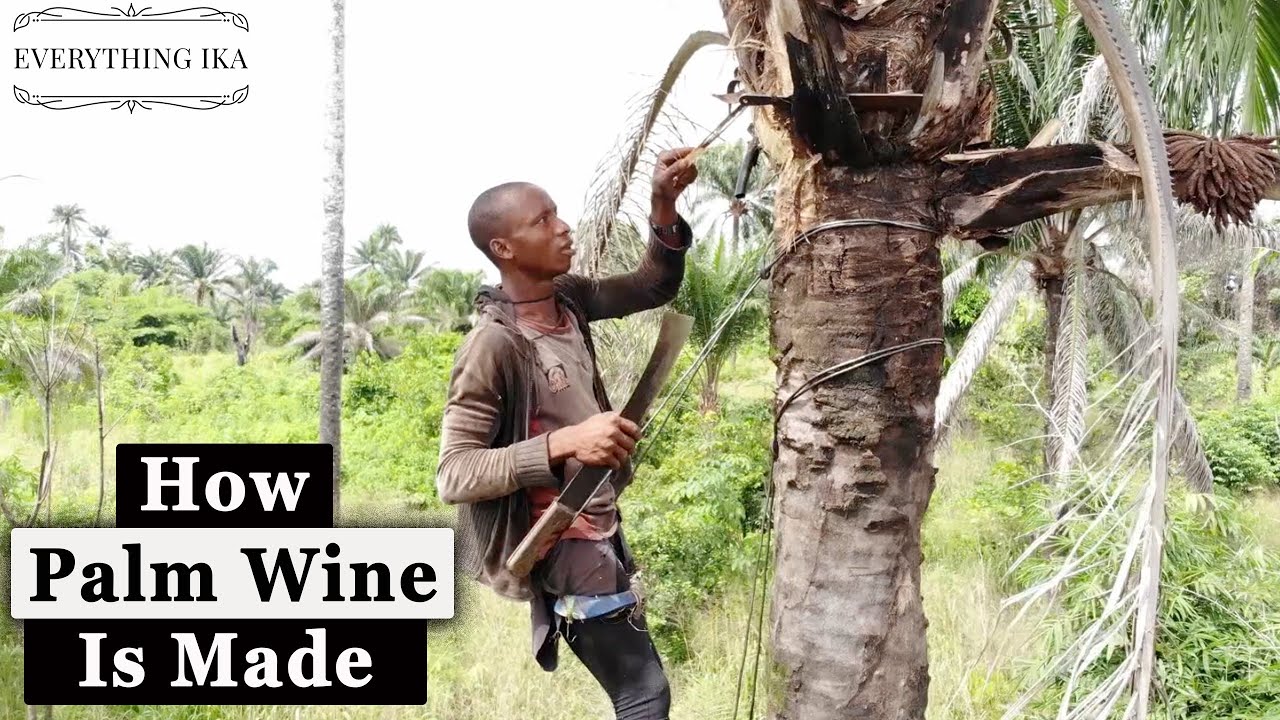 Palm Wine Tapping In Oza Nogogo Agbor Kingdom How Nigerian Palm Wine Palm Wine Tapping In Oza Nogogo Agbor Kingdom How Nigerian Palm Wine