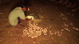 Amazing Business, Amazing Duck Farm, Duck Farm In Forest , Forest Life , Its Learning Time