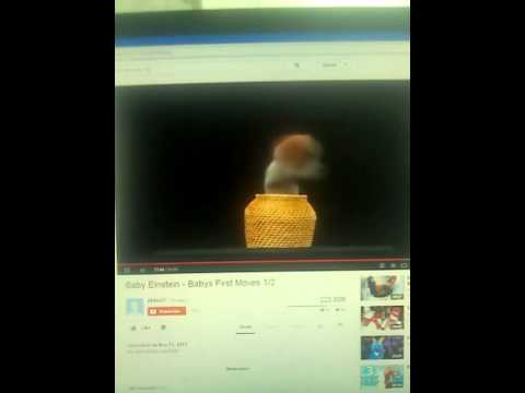 Baby einstein Cameron the dog puppet - YouTube