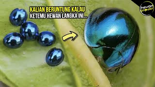 Sangat Susah Ditemui!!! Inilah Hewan Unik Berwarna Biru Paling Indah yang Jarang Diketahui