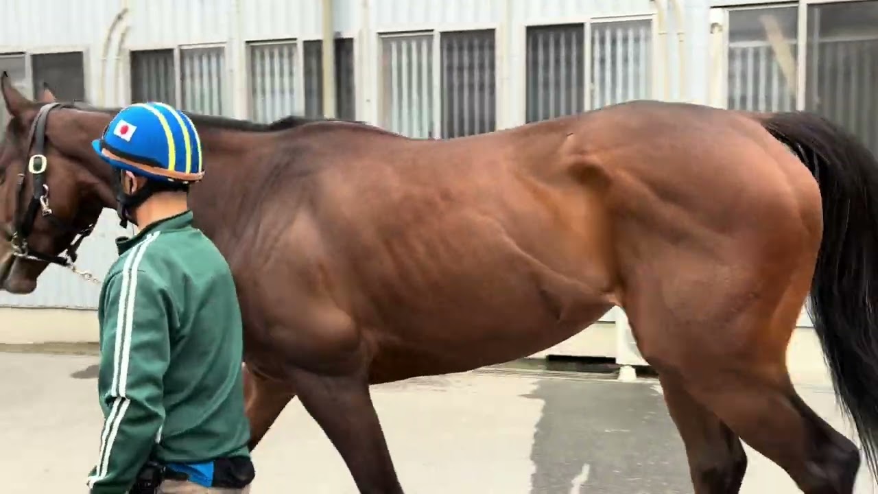 リリーズブルーム　260227撮影　ケイワンレーシング在厩