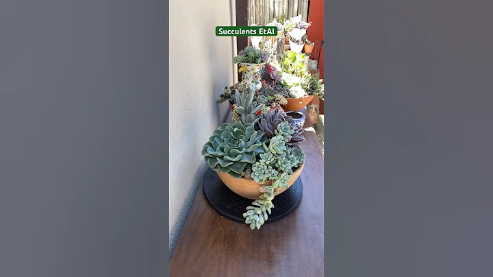 Discover the Secret to Effortless Succulent Arrangements