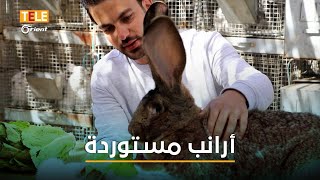 تربية الأرانب النادرة.. مشروع أطلقه شاب مهجّر في إدلب