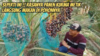 Download Lagu WAHH !! PANEN KURMA METIK LANGSUNG MAKAN DI POHONNYA DI MADINAH MP3 Download Lagu WAHH !! PANEN KURMA METIK LANGSUNG MAKAN DI POHONNYA DI MADINAH MP3