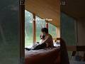 那須へ愛犬と二人旅 #vlog #会社員