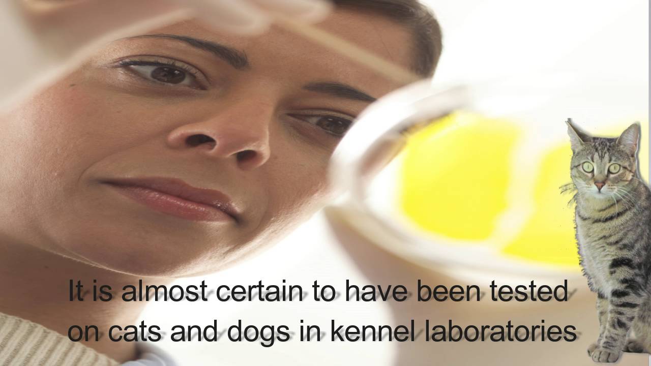 Pet Food Animal Testing - YouTube