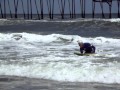 East coast surfing legend bob holland still catching waves at age 83