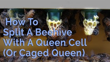 How To Split Your Hive With A Queen Cell (Or Caged Queen)